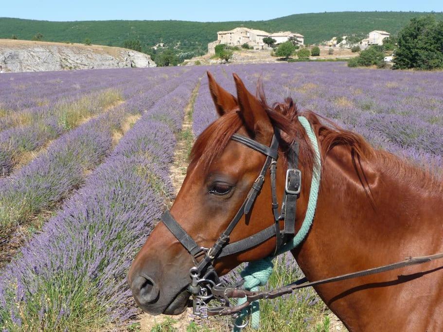Gite Les Granges Dans Ferme Provencale. 14 Pers Ongles Екстер'єр фото